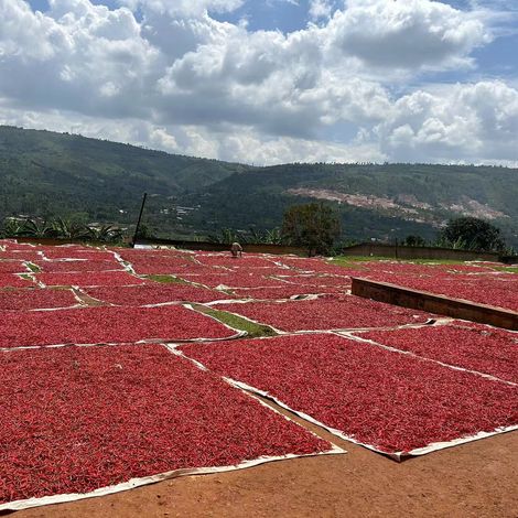 drying chilis