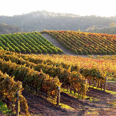 Vineyards