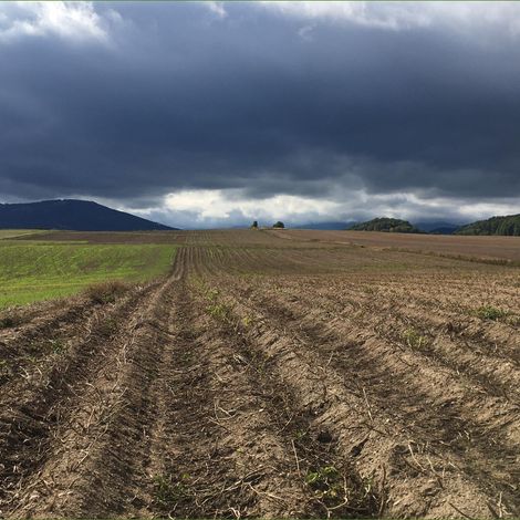 Supikovice - Plantation