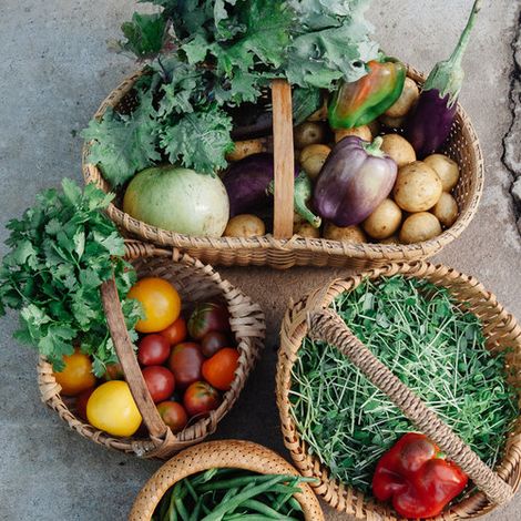 Little Seed Gardens