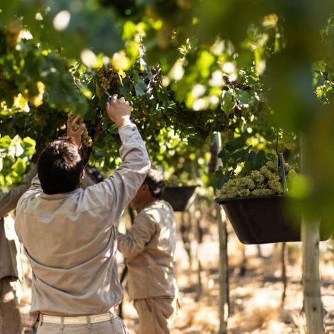 Xumek_Wine_Vineyards