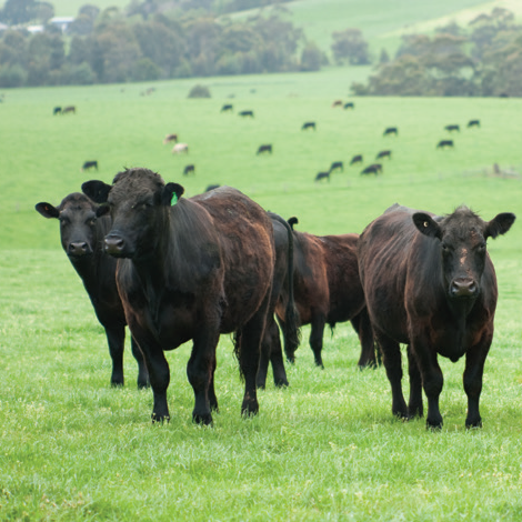 NZ Beef