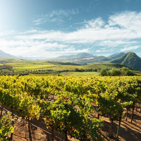 decades 5 vineyards 3.jpg