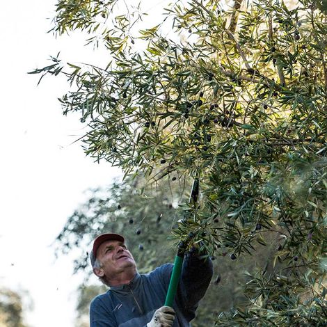 Est. Manuel da Silva Torrado & CA. (Irmãos), SA - Olive Harvest