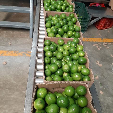 Mexico Limes