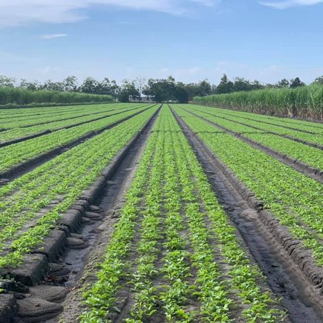 C & B Farms, Inc. - Plantation