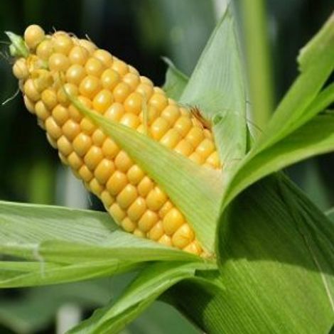 Corn