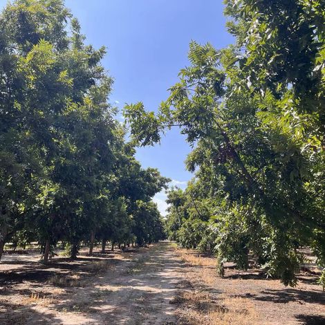 Our Orchards