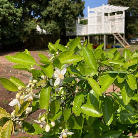 The Litchi Orchard