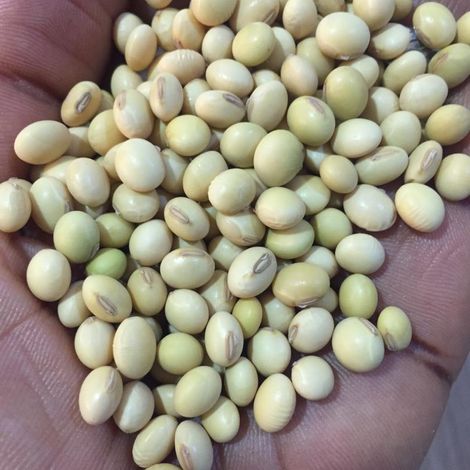 SOY BEANS
