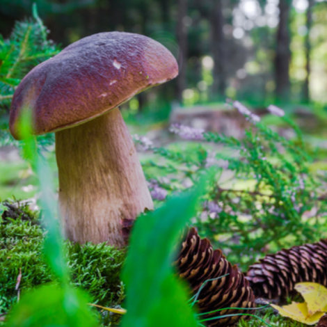 Oregon Mushrooms