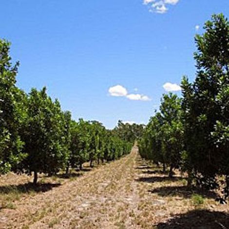 Macadamia Nut Company PVT LTD - Macadamia Nut Orchard