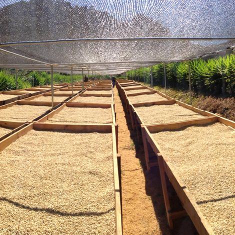 Mokka - Plantation