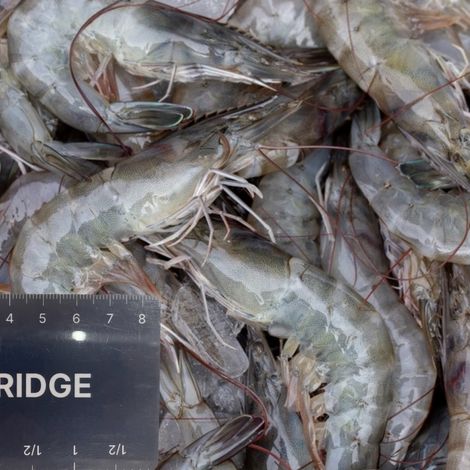 Tridge_VN_Frozen Vannamei Shrimp