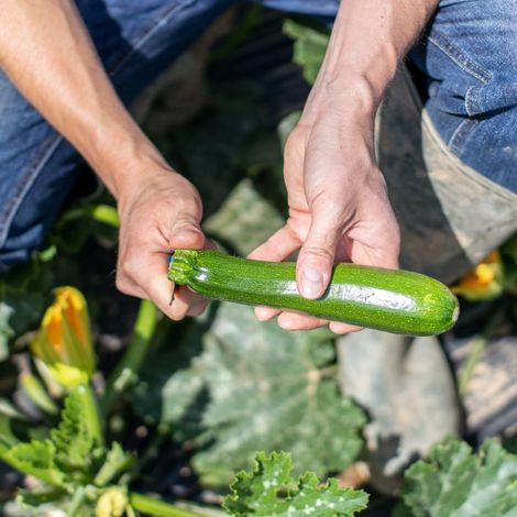 courgette-trimming-in-field.jpg