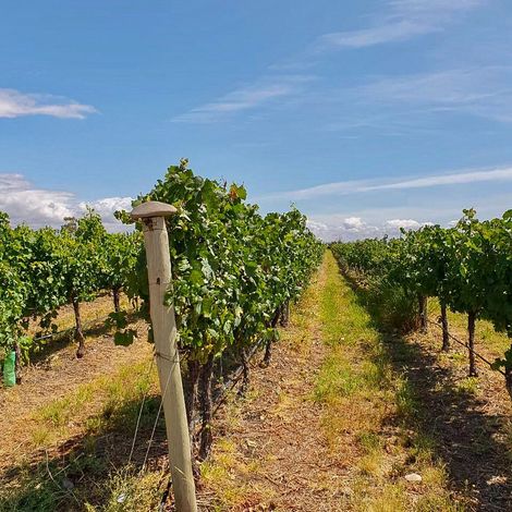 Finca el Origen - Vineyard