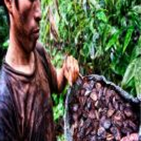 AMAZON NUTS S.A.C.