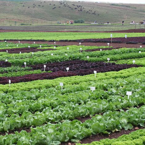 Rijk Zwaan South Africa (Pty) Ltd