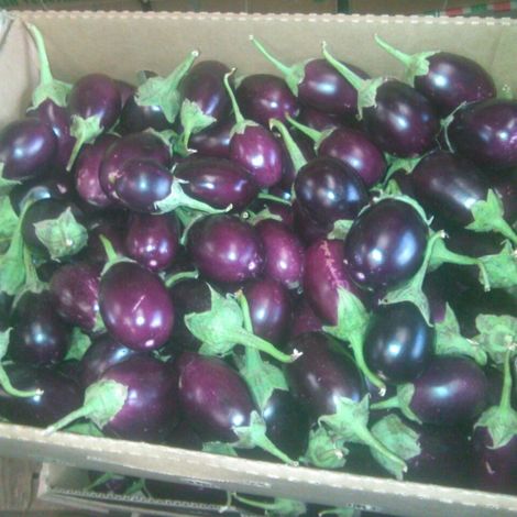Elohim Exporters Limited