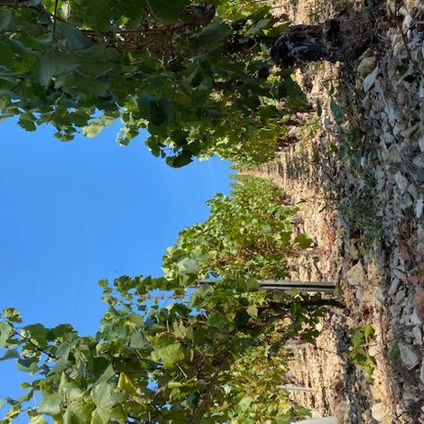 Domaine Millet_Wines_Vineyards