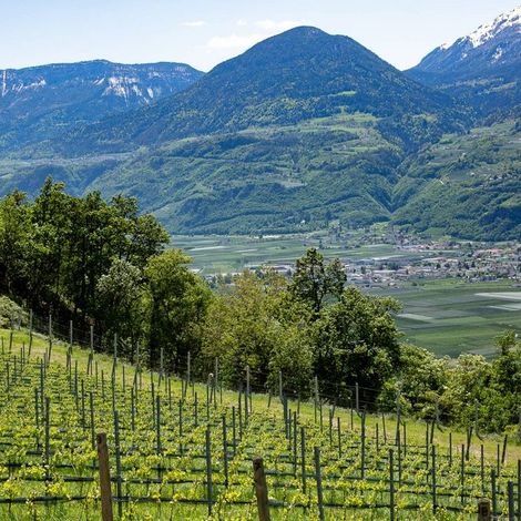 Vineyards
