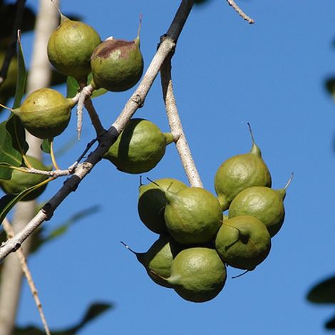 Macadamia Nut Company PVT LTD - Macadamia Nuts