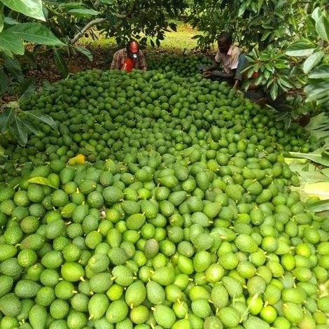 Avocado harvesting and Collection