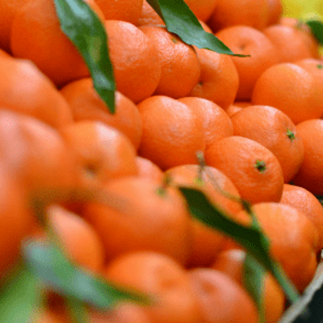 BIOSENSES ORGANIC CITRUS, RIOTINTO FRUIT COMPANY
