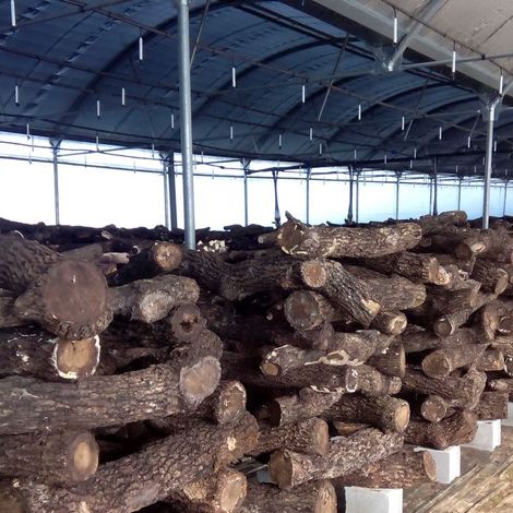Shiitake Production