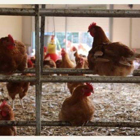 Poultry