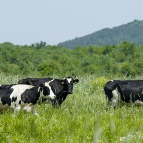 Koukakis Farm - Cows