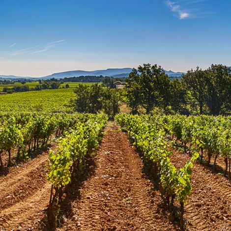 Domaine du Loou - Vin de Provence