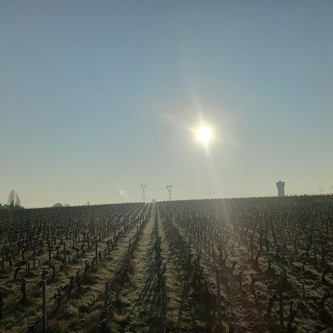 Château Devise dArdilley - Vineyard