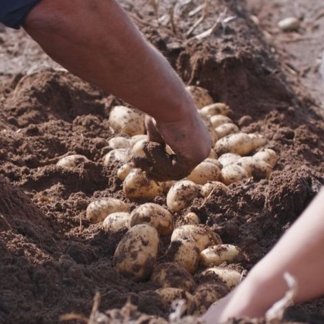 HZPC America Latin S.A. - Potato Harvest