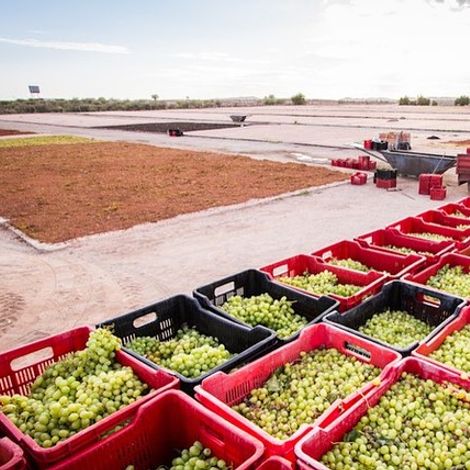 Carpe Diem Group - Harvested Dried Products