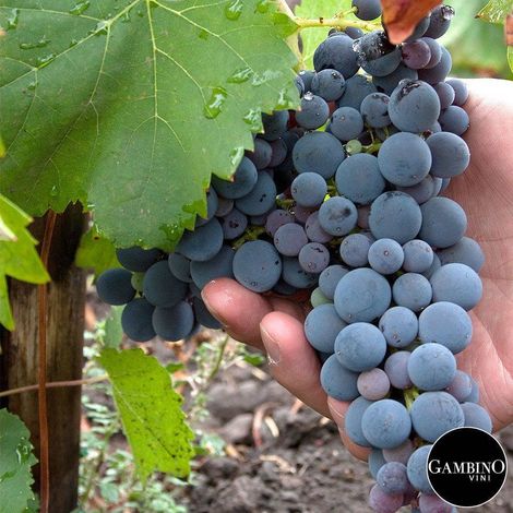 Gambino Vini