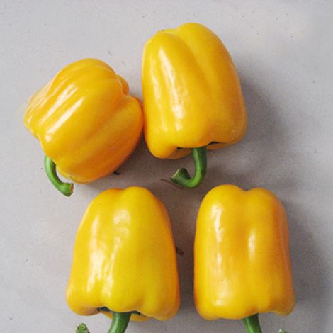 Bell Pepper