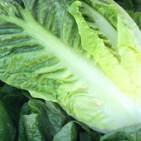 Australian Fresh Salads