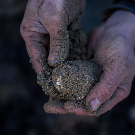 TRUFFLE HUNTING