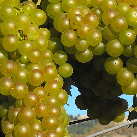 Grapes