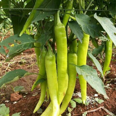 Thai Chilli Farm - Product