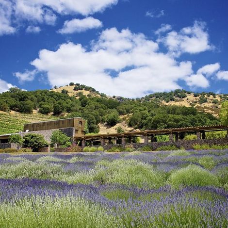 Robert Sinskey Vineyards