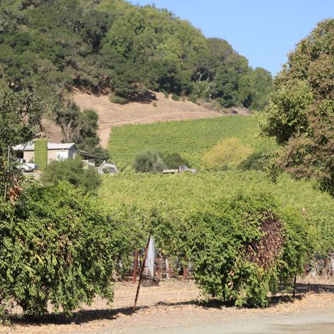 vineyard 5 Darms.jpg