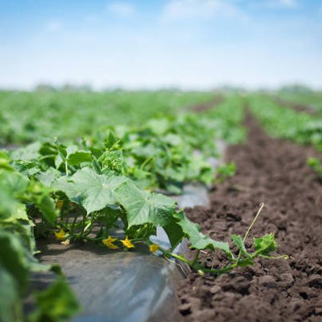 Cucumber Fields