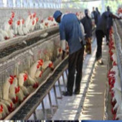Sneha Group (SFPL) - Chicken Poultry