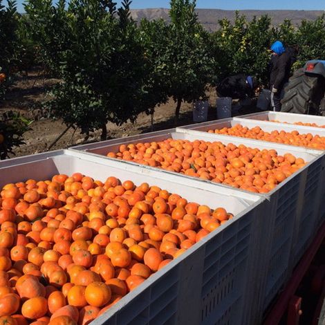 Cherry Traders S.A. - Orange Harvest