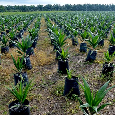 PALMAS Y EXTRACTORA MONTERREY S.A. - Palm Orchard