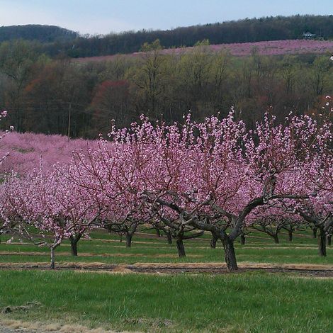 Bream Orchards LLC - Plantation