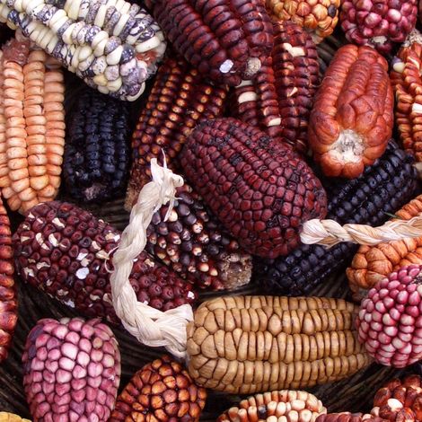 Sri Balamurugan Traders - Assorted Corns