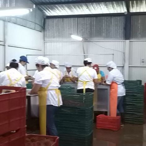 Costa Fresh - Producers